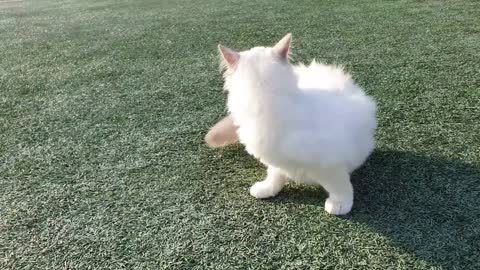 Translate the first cat out of birth