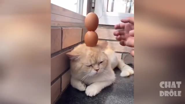 funny animal compilation, cute cats