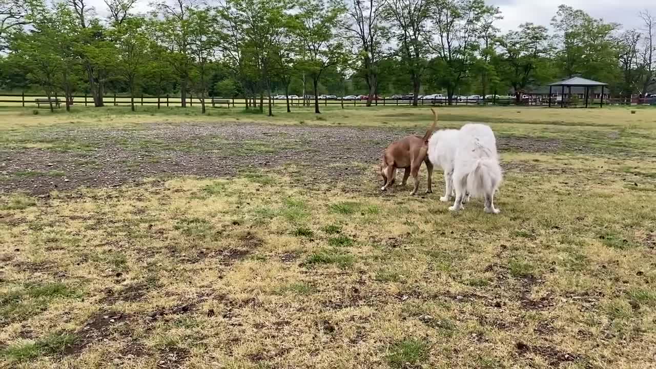 Aggressive German Shepherd Attacks Pitbull [Part 1]