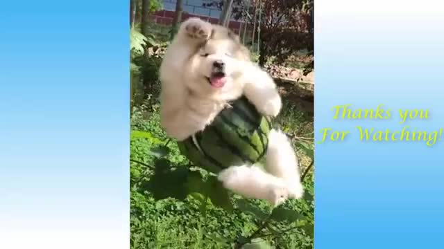 Cute And Funny Animals episod 1