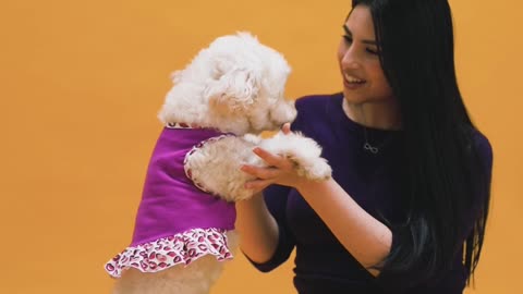 new animal small dog and girl animal funny video