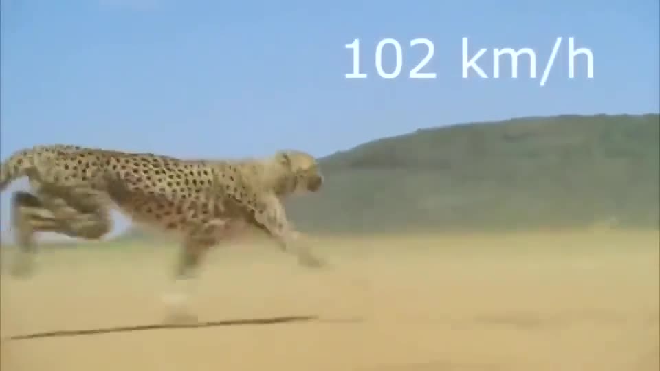 e cheetah is the fastest land animal on Earth