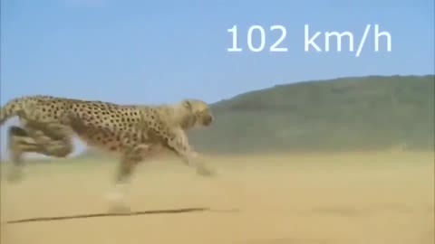 e cheetah is the fastest land animal on Earth