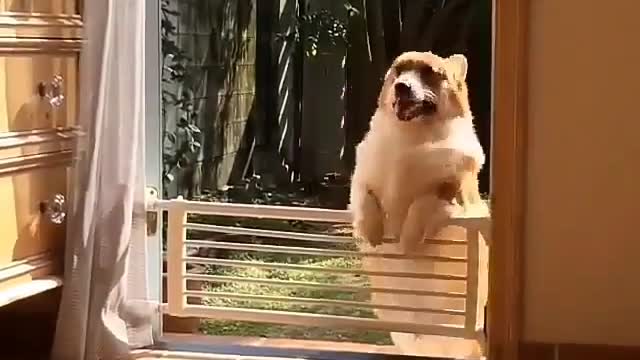 dog funny video 2022 ,animal funny video ,funny video