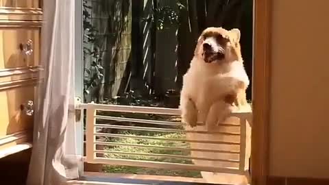 dog funny video 2022 ,animal funny video ,funny video