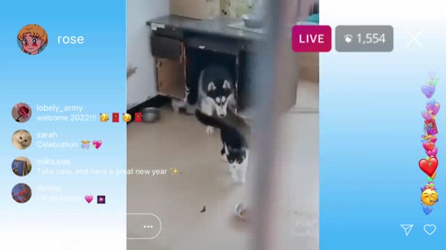 Funny cat and dog video. 🐕 🐈