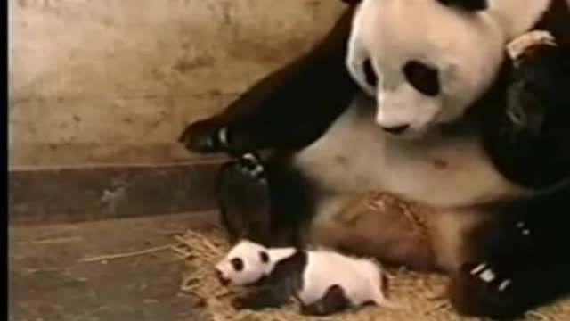 Baby Panda funny