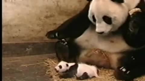 Baby Panda funny