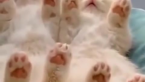 Funny Cat Videos