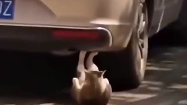 kitten working out