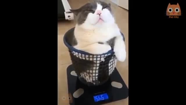 GATITO SE PONE A DIETA PERO NO ESTA FUNCIONANDO