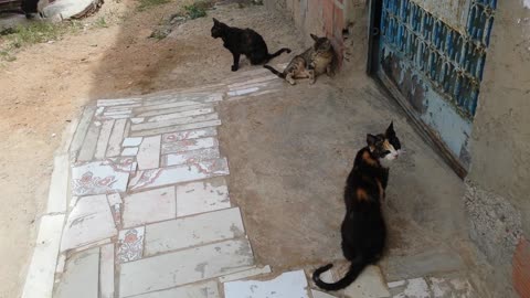 street cat-evening 25/05/2021