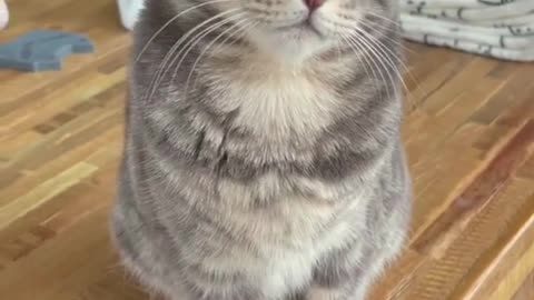 Cute And Funny Cats and Dogs pt3 - Adorable!