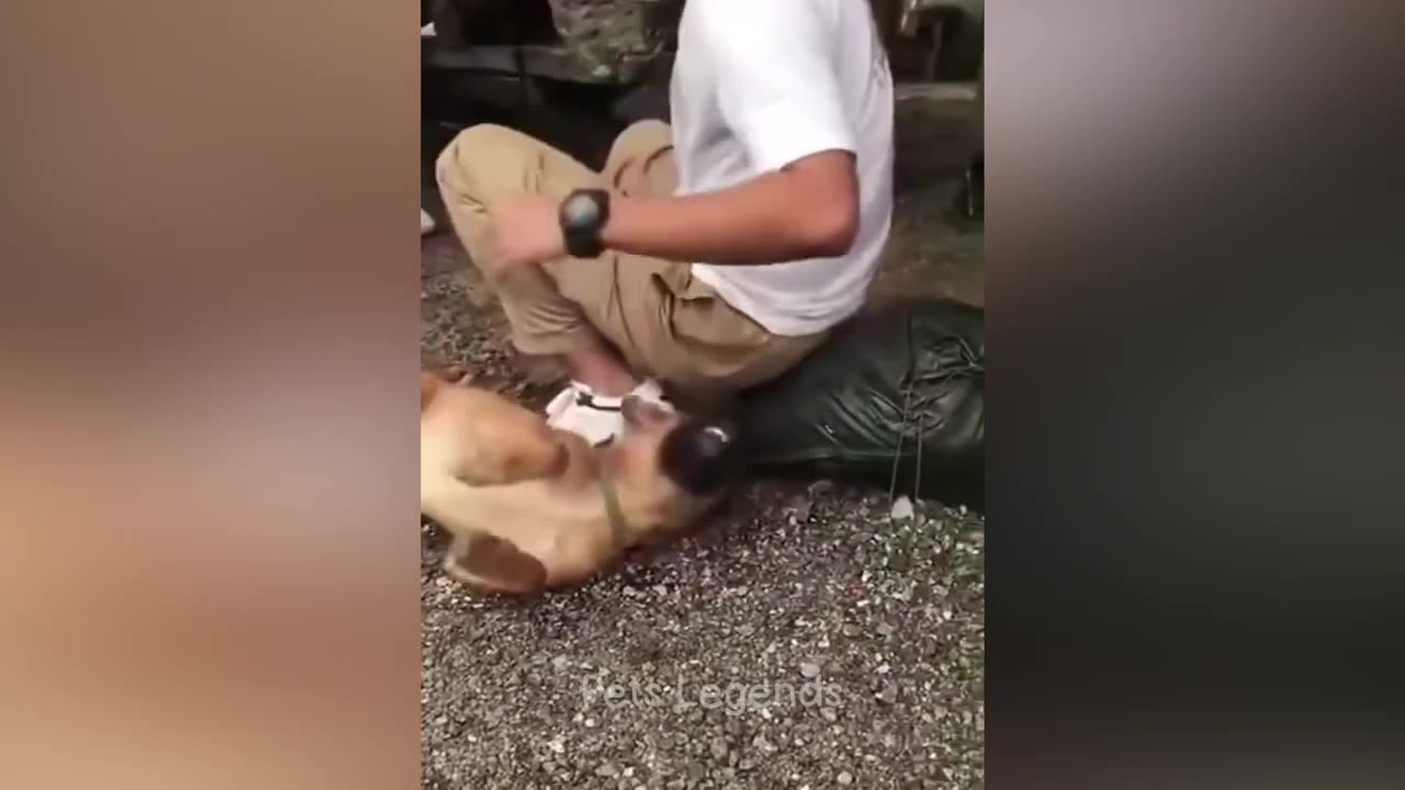 Funniest Animals 2023 😂 New Funny Cats and Dogs Videos 😻🐶