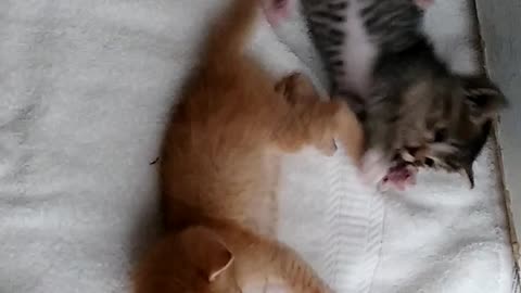 KITTEN FIGHT