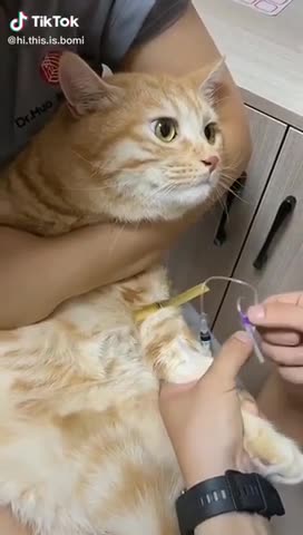 Cat lover||Pussy love