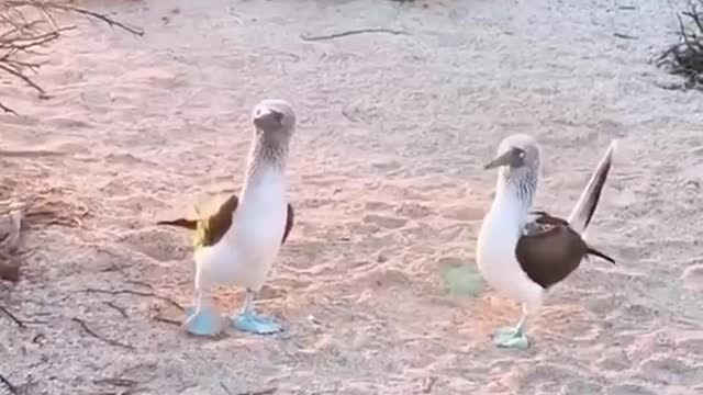 Amazing duck, never seen a duck.