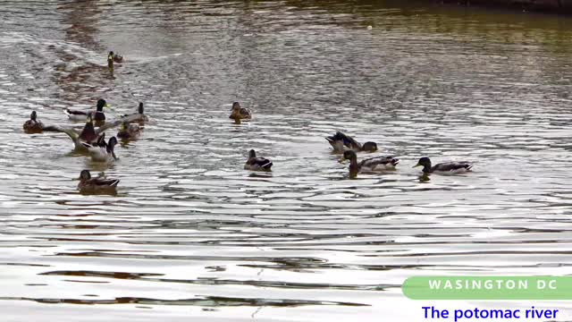 The wild ducks playing together innocently together are so cute