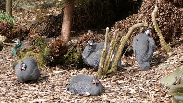 Guinea Fowl - chicken🐓🐔🐤