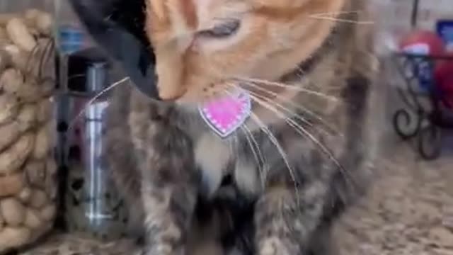 Funny cats videos 2022 | funniest videos with cats | funny videos tiktok