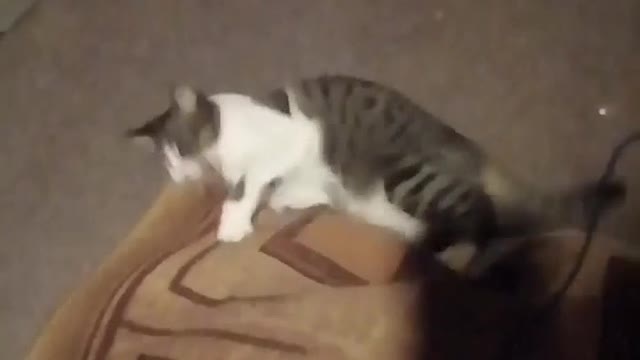 Cat playing carpet