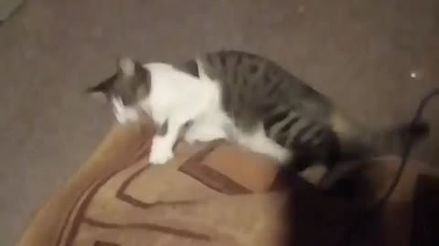 Cat playing carpet