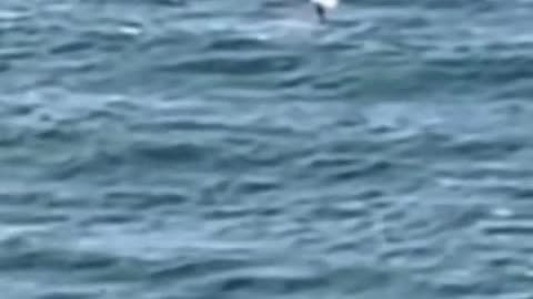 News Break: Shark Attack