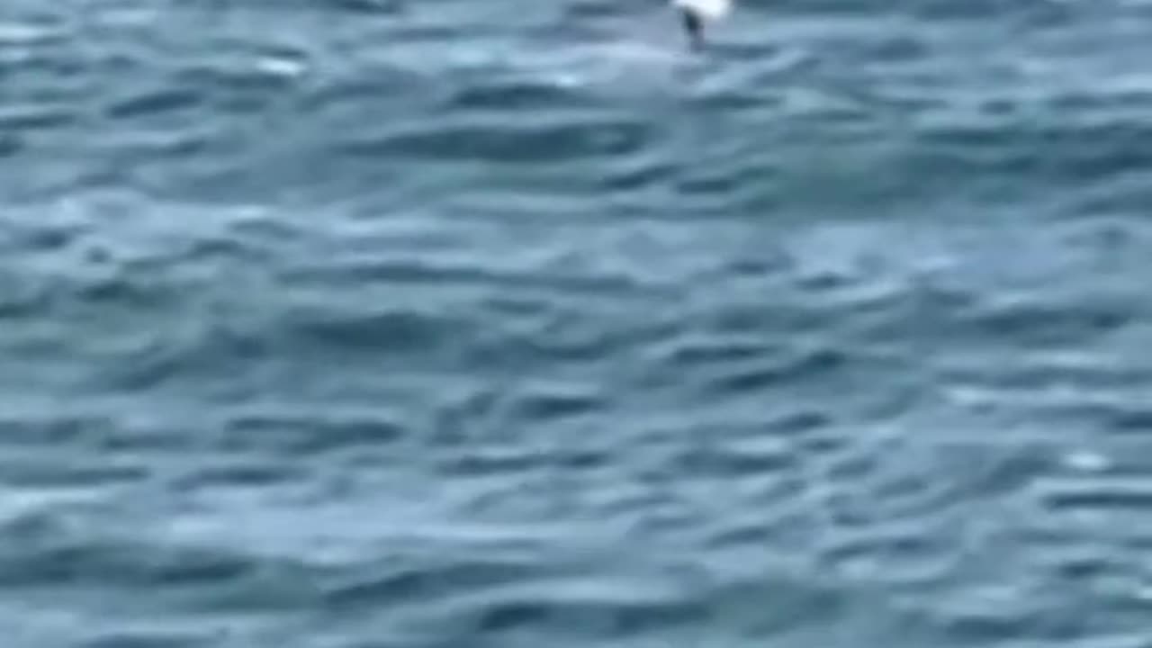 News Break: Shark Attack