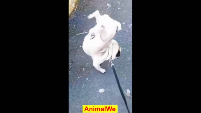 Funniest dog - Funny Animal Videos #13