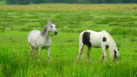 horse in nature