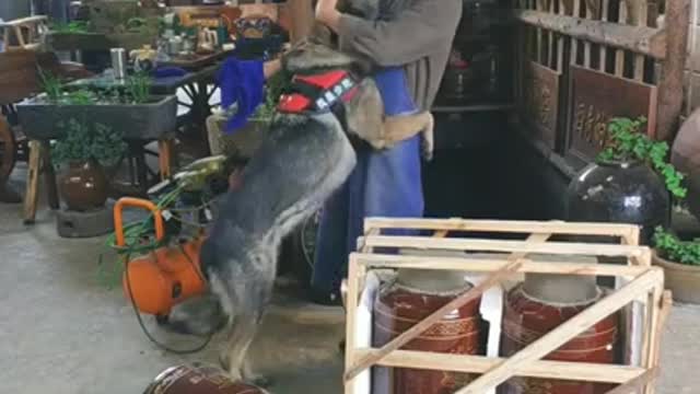 A helpful dog makes his owner happy