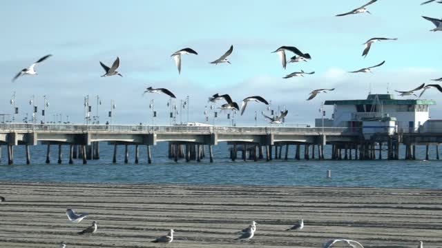 Birds and picturesque nature