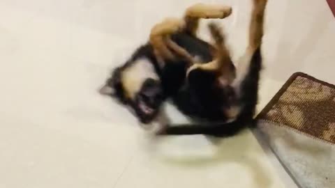Toby puppy self fun time
