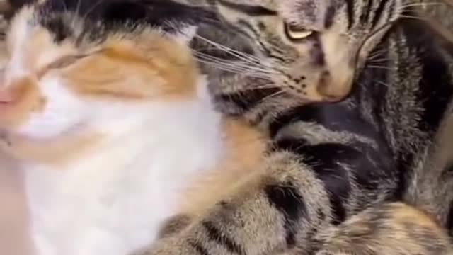 lovely cat hug