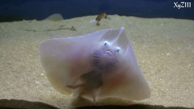 Cute Sea animals