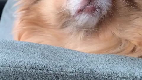 fy#funny#dog#petlover#pomeranian#fart