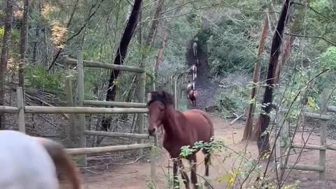 lovely horses running in a line