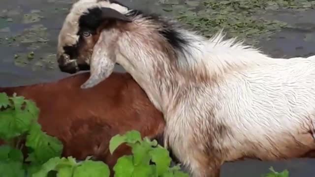 best goat breeding techniques- Goat Farming - large goats with small