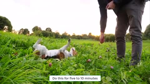 5 Easy Tricks You Can Teach Your Dog at Home