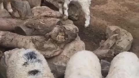 Do you like the sound of sheep