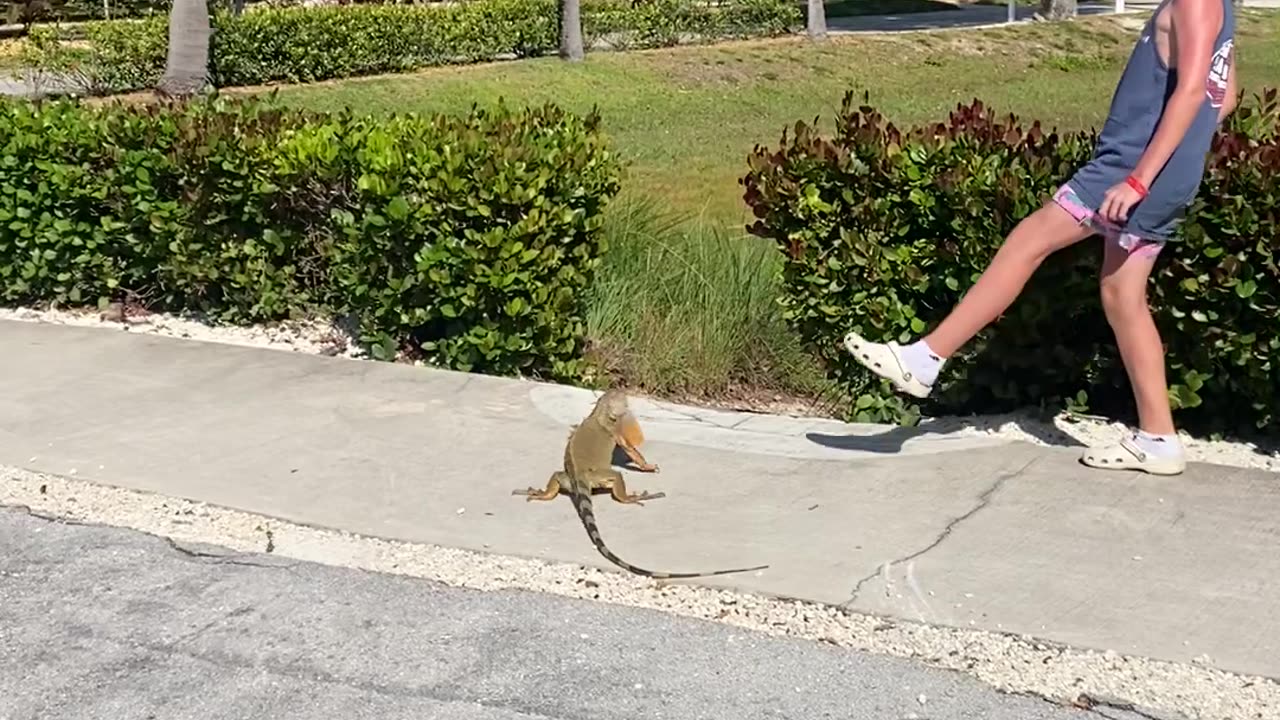 Iguana Has a Strong Whip