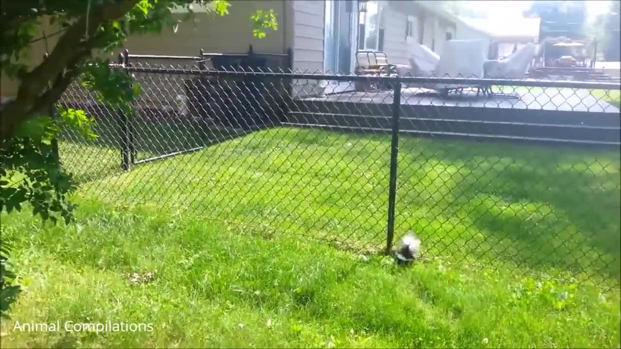 Baby Skunks Trying To Spray, Very Funny Compilation