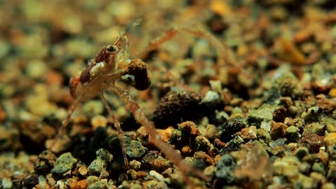 Small Crab Polishes Sea Stones