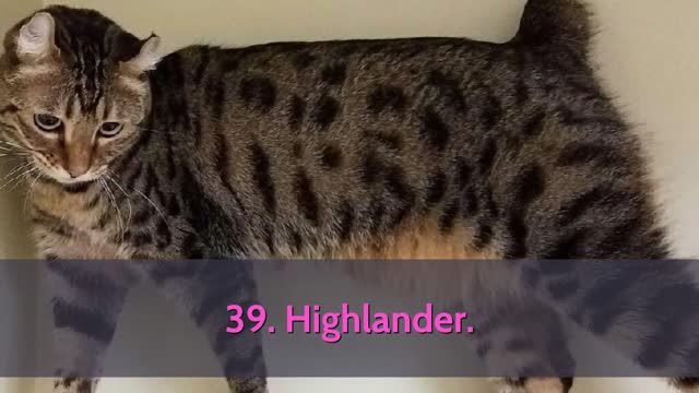 All Cat Breeds A-Z With Pictures! (all 98 breeds in the world)