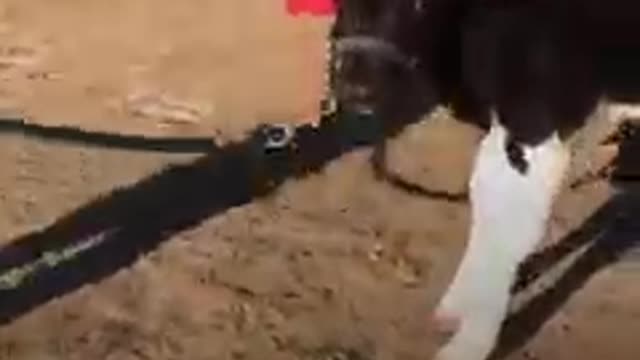 Sweetest cow loves to surprise his girl with kisses when she's lying in her hammock ❤️