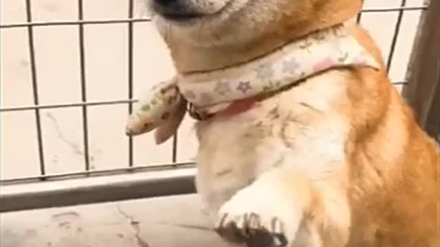 Funny dogs video #short #shorts