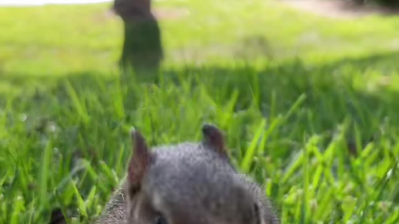 Cute squirrel Eating nuts🥰🥹 #pets #animals #viral #squirrel