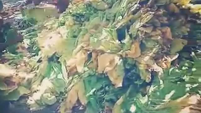 Harvesting tobacco