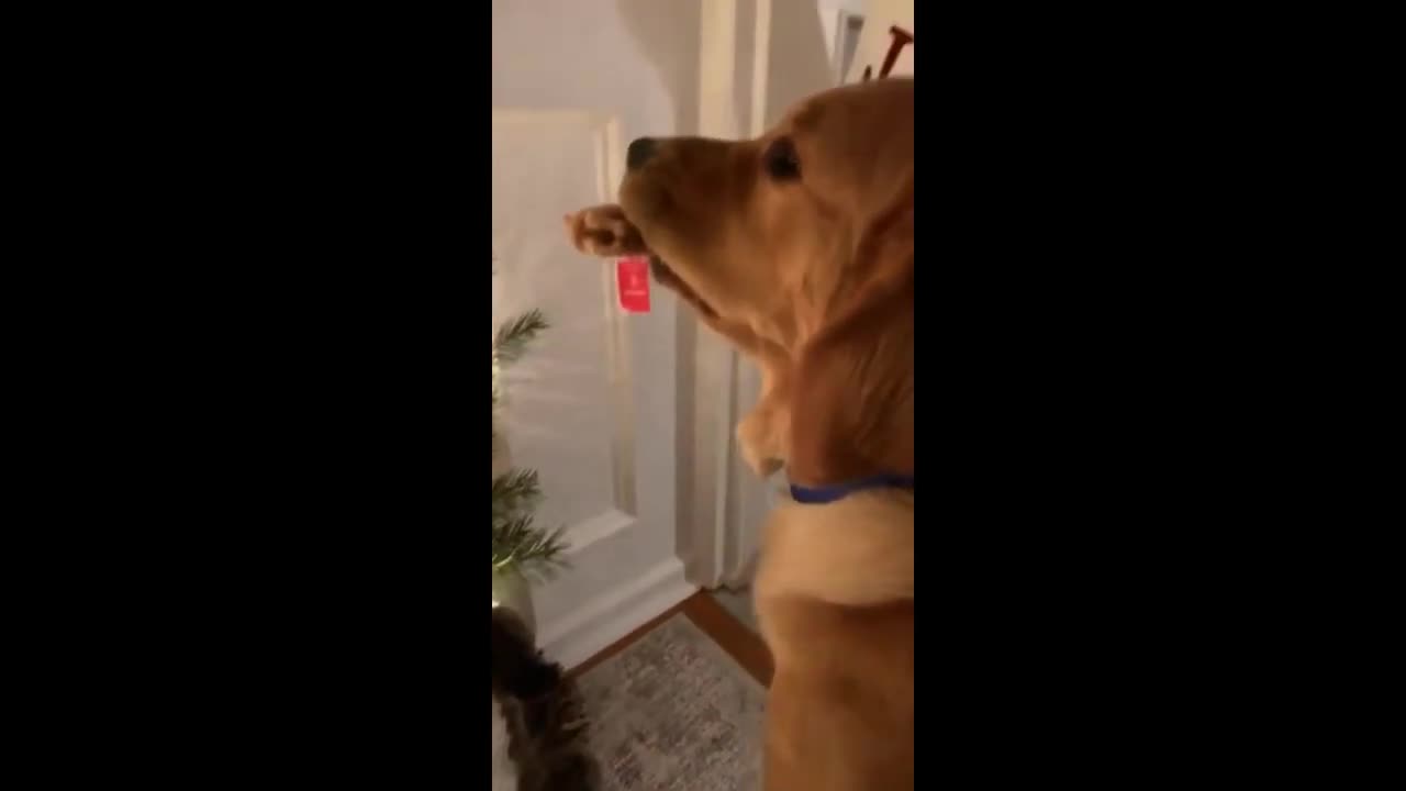 Golden Retriever "helps" decorate Christmas tree