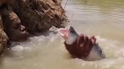 Funny fish